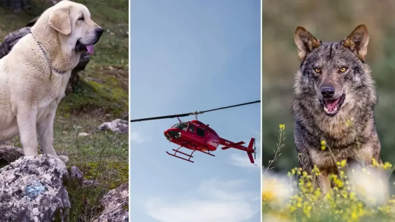 Κτηνοτρόφοι μεταφέρουν με ελικόπτερο τροφή για τους σκύλους που προστατεύουν το κοπάδι τους από επιθέσεις λύκων