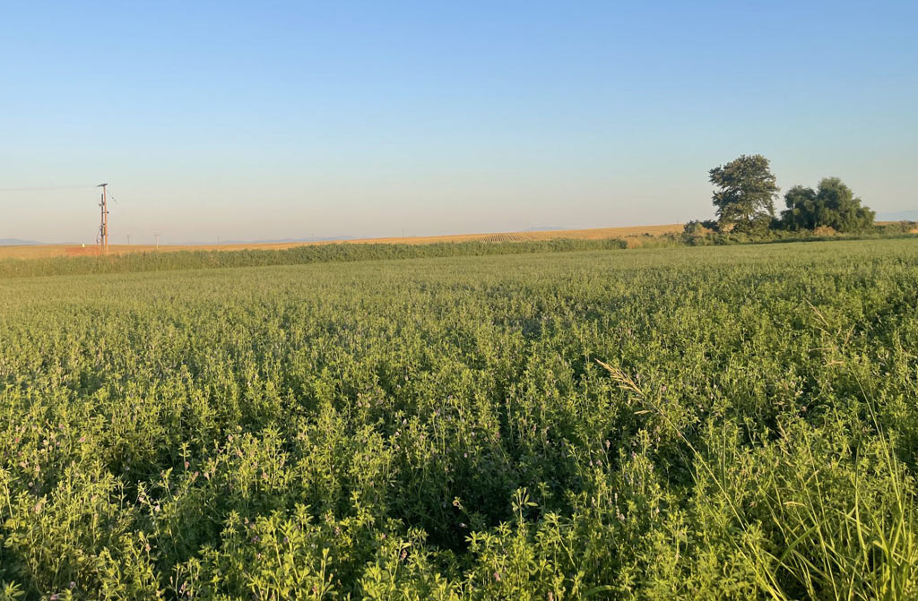 Καιρός 6/7/2025 : Αγγίζει τους 40 βαθμούς ο υδράγυρος