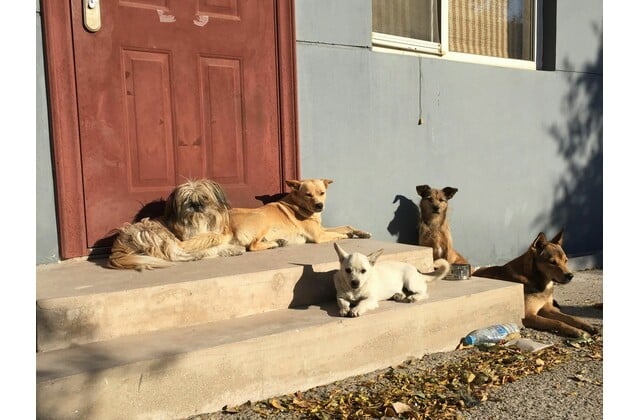 Ηράκλειο: Συνελήφθη 62χρονη που διατηρούσε 66 σκυλιά