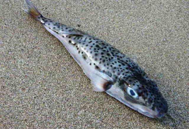 Εύβοια: Ραγδαία εξάπλωση του επικίνδυνου ψαριού λαγοκέφαλος