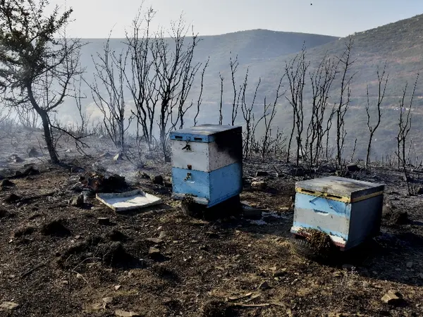 Συνελήφθη μελισσοκόμος για τη μεγάλη φωτιά στην Αλυκή Βοιωτίας