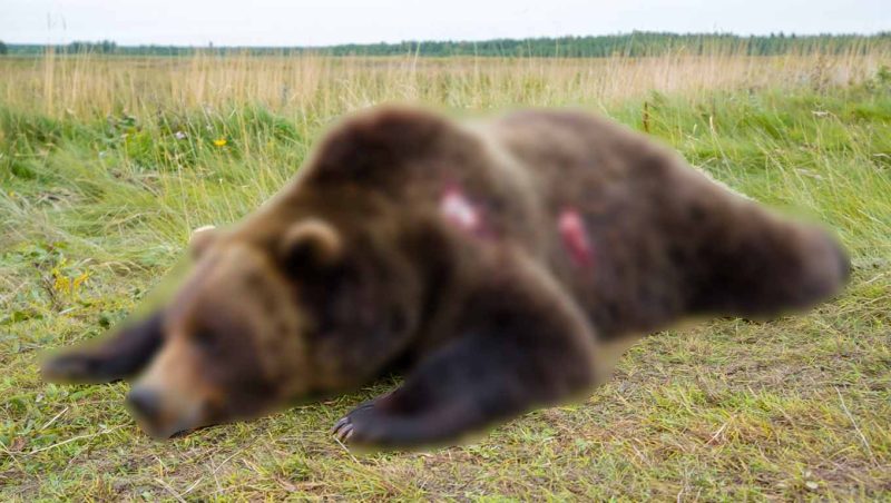Νεκρή αρκούδα από Πυροβολισμούς στον Σταυροπόταμο Καστοριάς