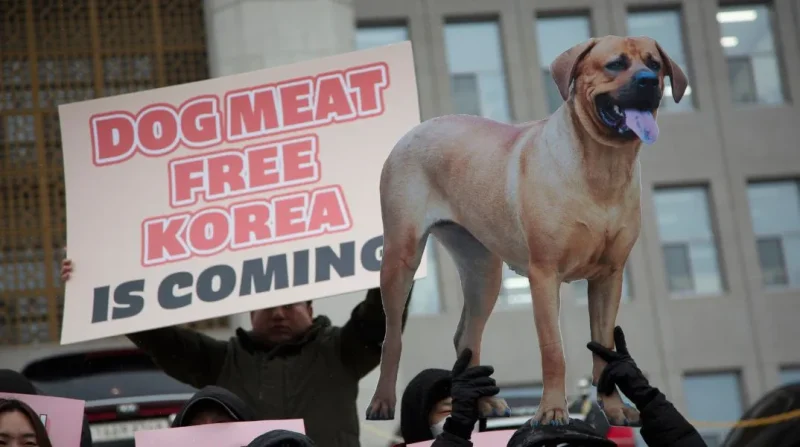 Νότια Κορέα: Τι απογίνονται τα ζώα μετά την απαγόρευση κατανάλωσης κρέατος σκύλου;