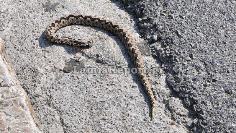 Φθιώτιδα: Διακομιδή θρίλερ μετά από δάγκωμα φιδιού
