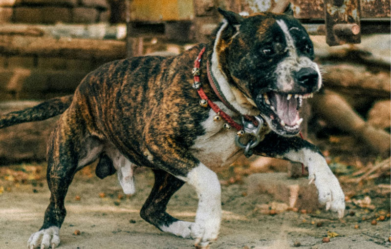 Πιτ μπουλ άρπαξε 6χρονο