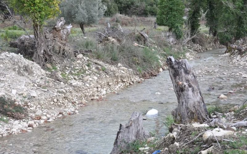 Ήπειρος: Πιλοτική εφαρμογή καταπολέμησης του μεταχρωματικού έλκους στα πλατάνια