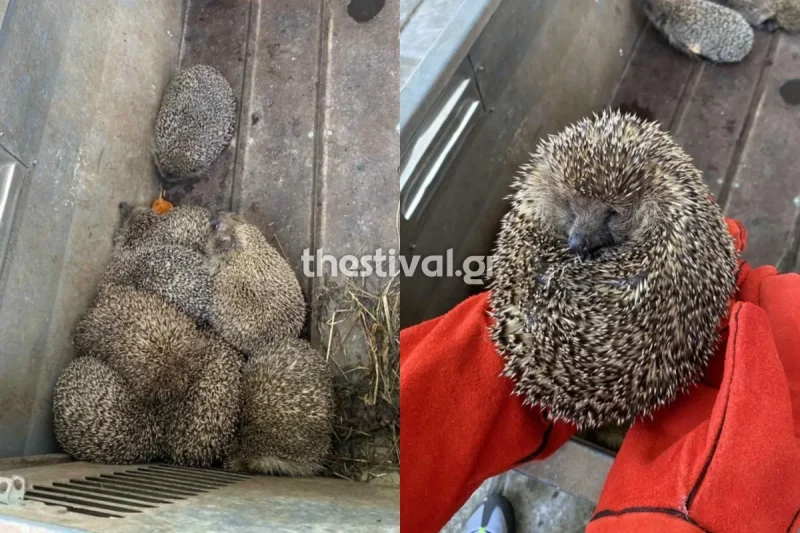 Θεσσαλονίκη: 11 σκαντζόχοιροι βρέθηκαν “κρατούμενοι” σε αστυνομικό τμήμα ...VIDEO