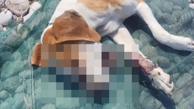 Ρόδος: Στην Εισαγγελέα 80χρονος που πυροβόλησε τον σκύλο του