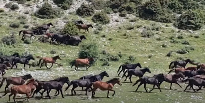 Τα άγρια άλογα στο Σούλι Θεσπρωτίας....VIDEO