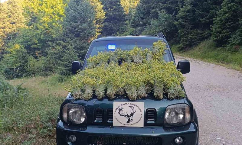 Συλλήψεις για παράνομη συλλογή 10 κιλών σιδερίτη στην Ευρυτανία από τη Θηροφυλακή της Δ' ΚΟΣΕ