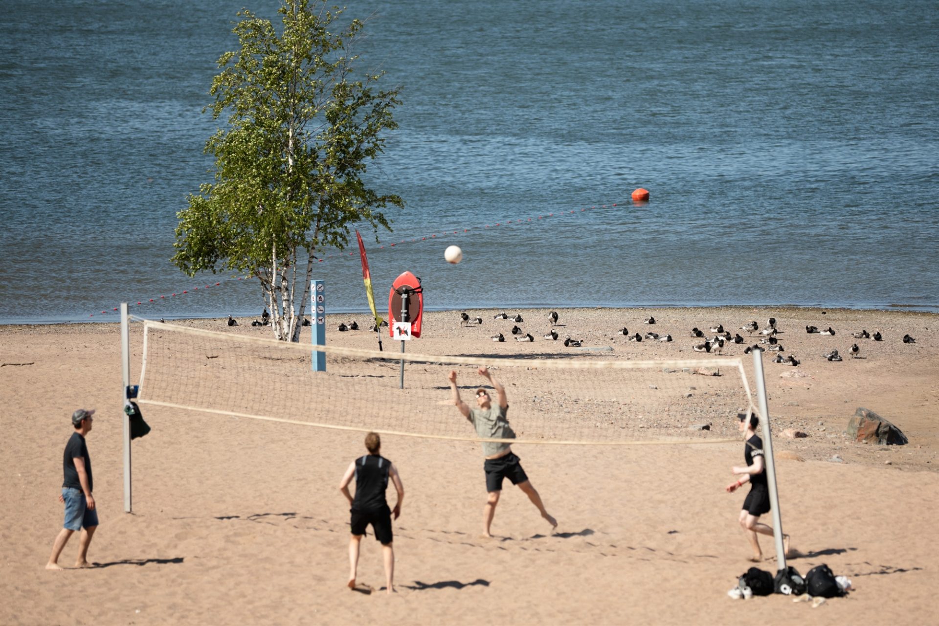 «Μάχη» με τις χήνες στις πλαζ του Ελσίνκι