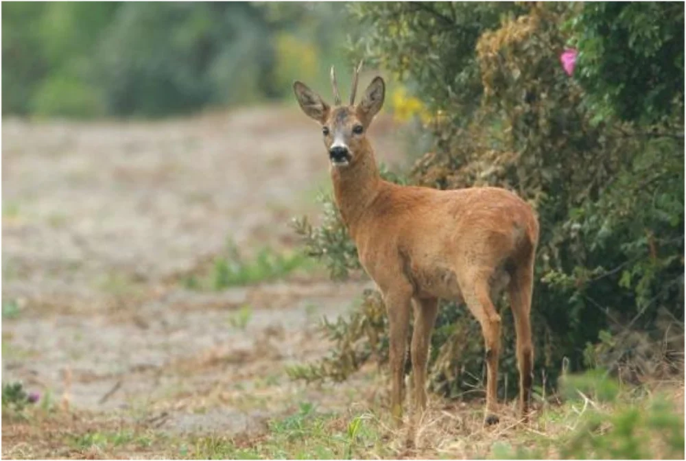 Τροχαίο με ζαρκάδι στον δρόμο Αμφιθέας – Δουραχάνης