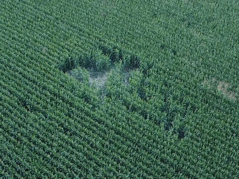 Αεροφωτογραφίες δείχνουν τις καταστροφές από αρκούδα σε καλλιέργειες στη Μεσοποταμία...VIDEO