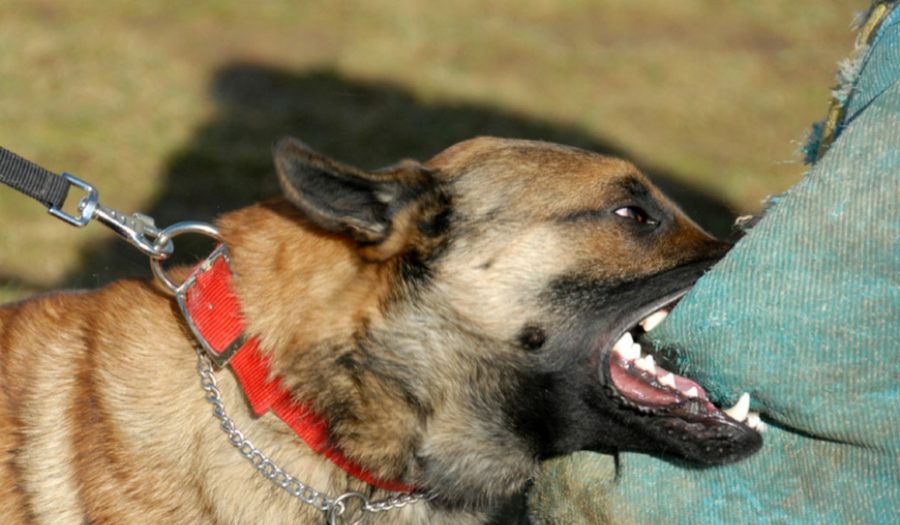 Λιανοκλάδι: Δέχθηκε επίθεση από σκύλο και βρέθηκε στο Κέντρο Υγείας