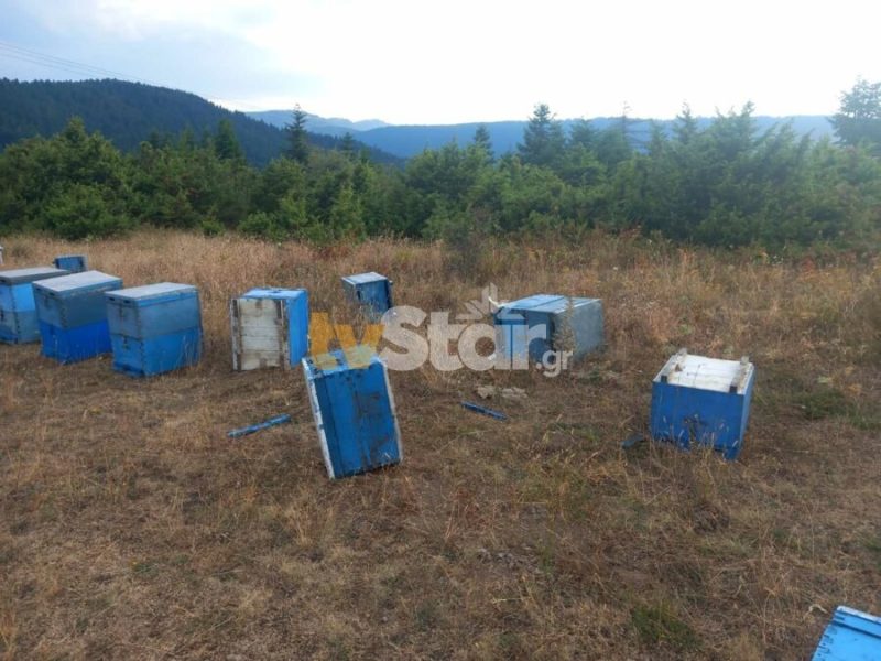 Πεινασμένες αρκούδες λεηλάτησαν δεκάδες κυψέλες στον Τυμφρηστό...VIDEO