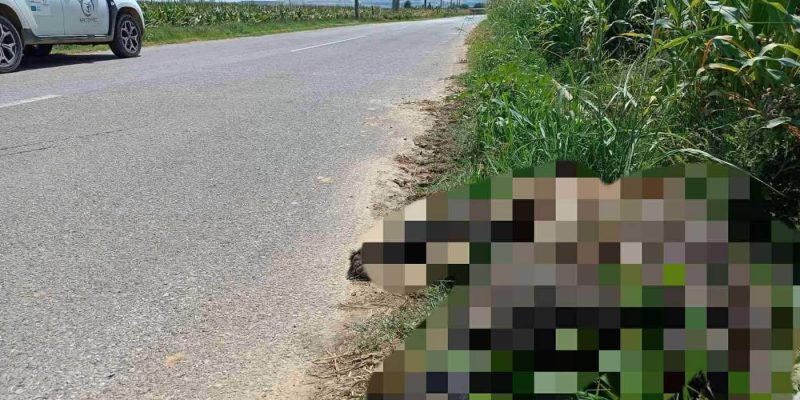 Ένα ακόμη θανατηφόρο τροχαίο με θύμα αρκούδα κοντά στο Αμύνταιο