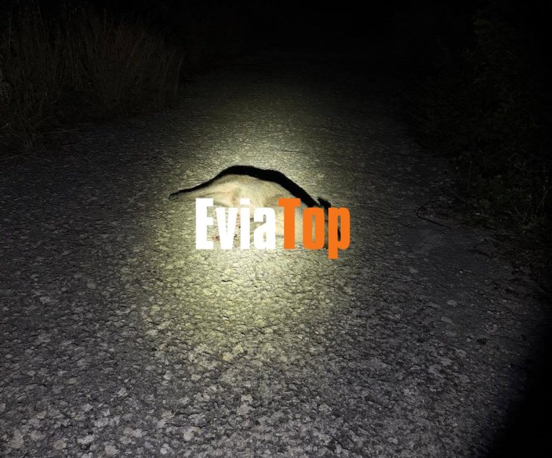 Μέσα στα χωριά της Κύμης «κόβουν βόλτες» τα αγριογούρουνα