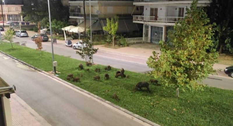 Αγριογούρουνα "οργώνουν" στο κέντρο της Λιβαδειάς