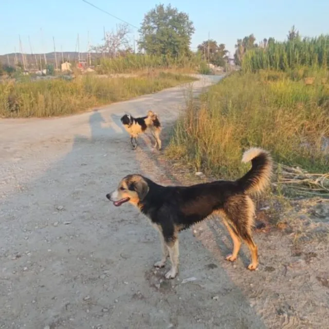 Γυναίκα δέχθηκε επίθεση από αδέσποτα σκυλιά στη Μαγνησία - Φώναζε για βοήθεια αλλά κανείς δεν τη βοήθησε