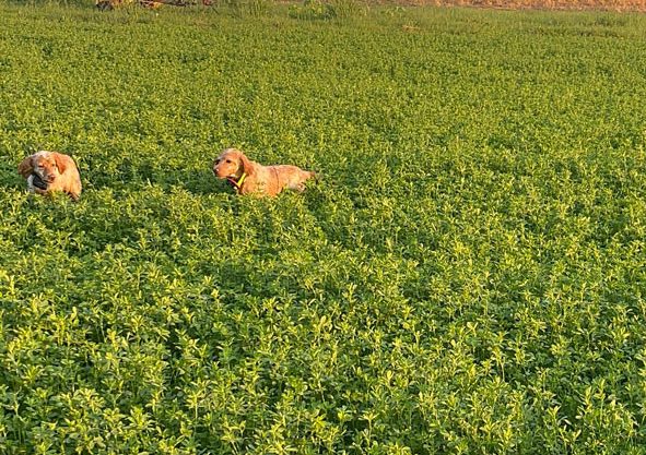 Ζωόφιλοι κατά Λιβάνιου, Σπανάκη για την παράταση για το DNA