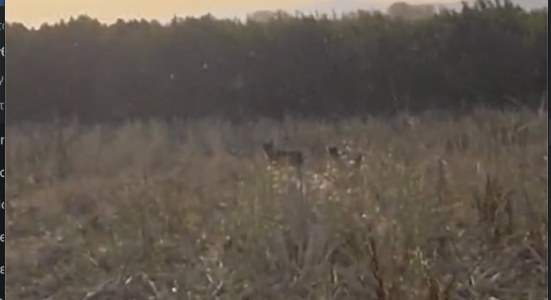 Δυο λύκοι τετ α τετ με αγρότη στη Βεργίνα...VIDEO