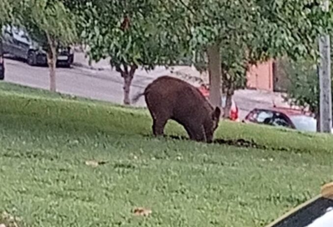 Περιστέρι: Αγριογούρουνο επισκέφθηκε πάρκο της περιοχής