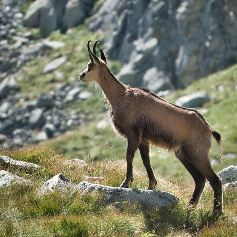 Εντυπωσιακό video με αγριόγιδα στο όρος Φαλακρό...VIDEO