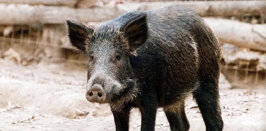 Αγριογούρουνο εμβόλισε ΙΧ στην παλαιά Αντιρρίου–Ιωαννίνων