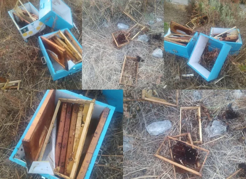 Ηπειρος : Αρκούδα ρήμαξε μελίσσια στην Αμφιθέα.Καταστράφηκαν δεκάδες κυψέλες