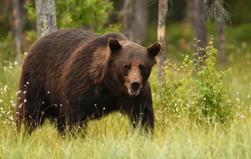 Αρκούδα κυκλοφορεί μέσα στο Τσεπέλοβο Ζαγορίου – «Φοβόμαστε να κυκλοφορήσουμε το βράδυ», λένε οι κάτοικοι