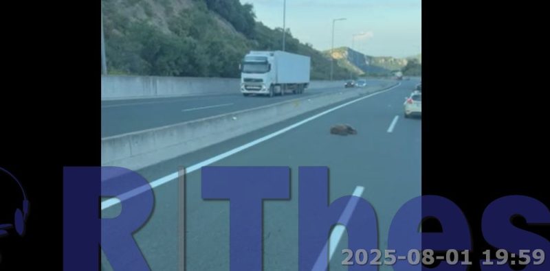 Ημαθία: Νεκρή αρκούδα σε τροχαίο στην Εγνατία Οδό...VIDEO