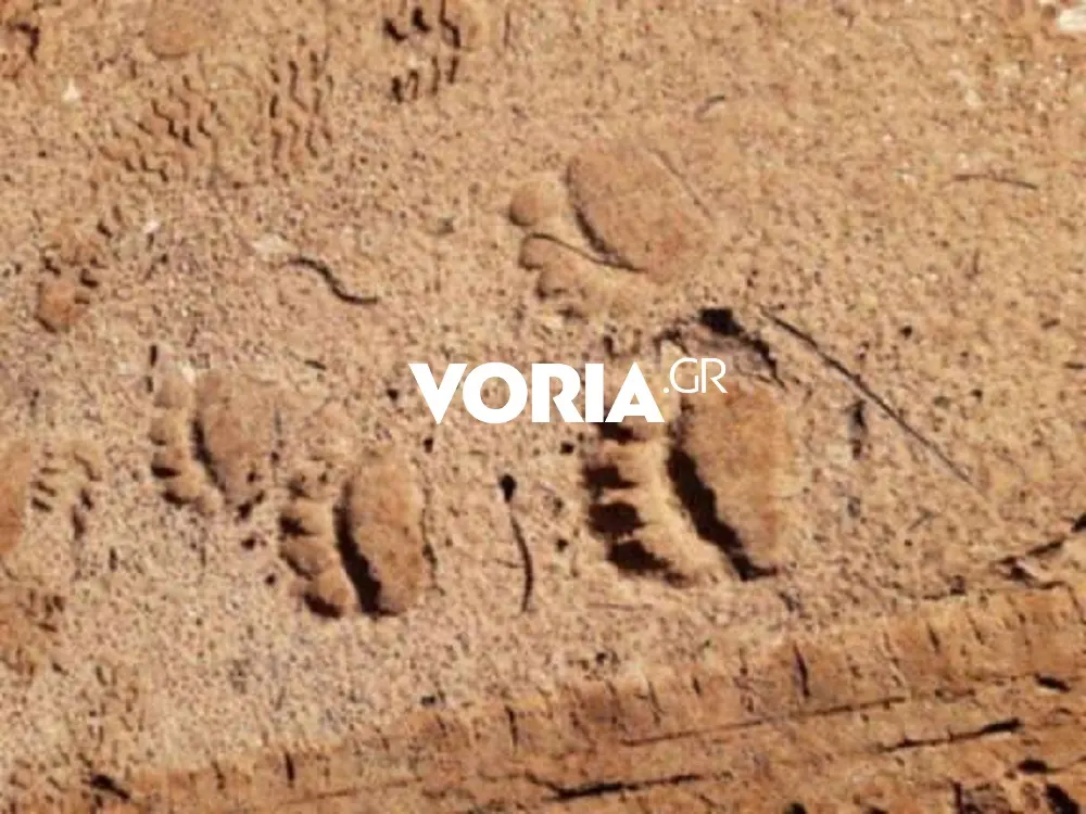 Αρκούδες... βολτάρουν στα ημιορεινά της Καβάλας