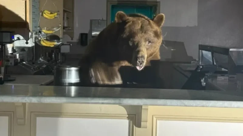 Πελώρια καφέ αρκούδα εισέβαλε σε παγωτατζίδικο στην Καλιφόρνια