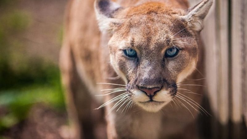Τρόμος στις ΗΠΑ: Πούμα δάγκωσε 11χρονη και κυνήγησε την μητέρα τηςω