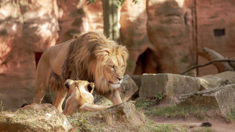 Δανία: Ζωολογικός κήπος ζητά μικρά κατοικίδια για να ταΐσει τα σαρκοφάγα ζώα του