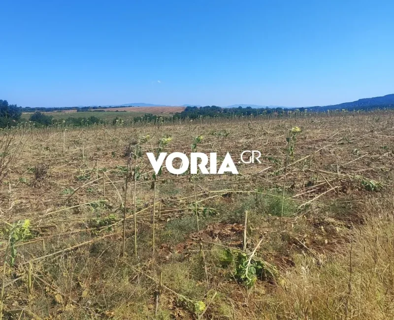 Θεσσαλονίκη: Αγριόχοιροι ισοπεδώνουν καλλιέργειες ηλίανθων στον δήμο Λαγκαδά - Σε απόγνωση οι αγρότες