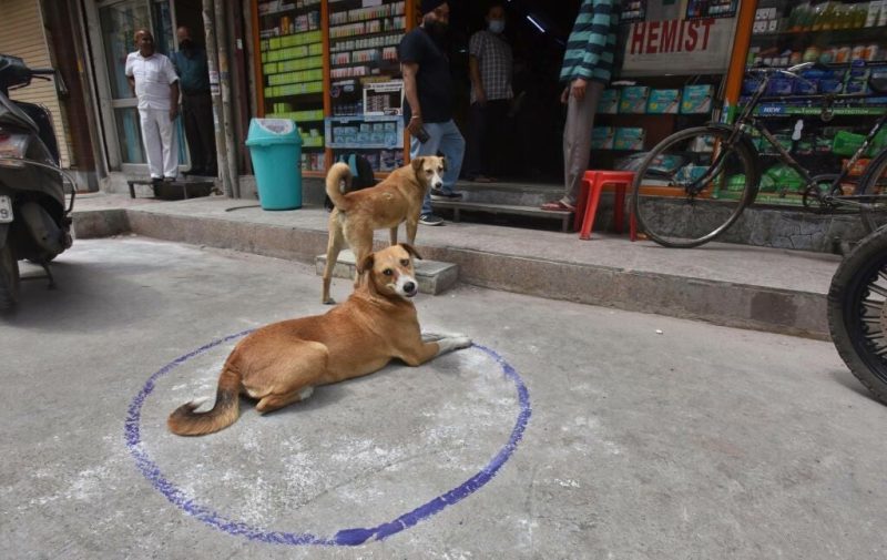 Το Νέο Δελχί απομακρύνει όλα τα αδέσποτα σκυλιά από τους δρόμους του μετά από δικαστική εντολή