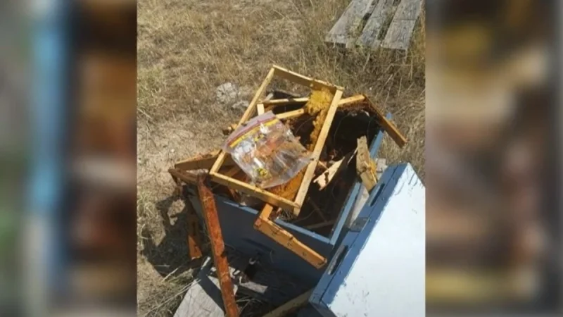 Σέρρες: Αρκούδα κατέστρεψε κυψέλες την περιοχή «Καπετανούδι» του Λευκώνα...VIDEO