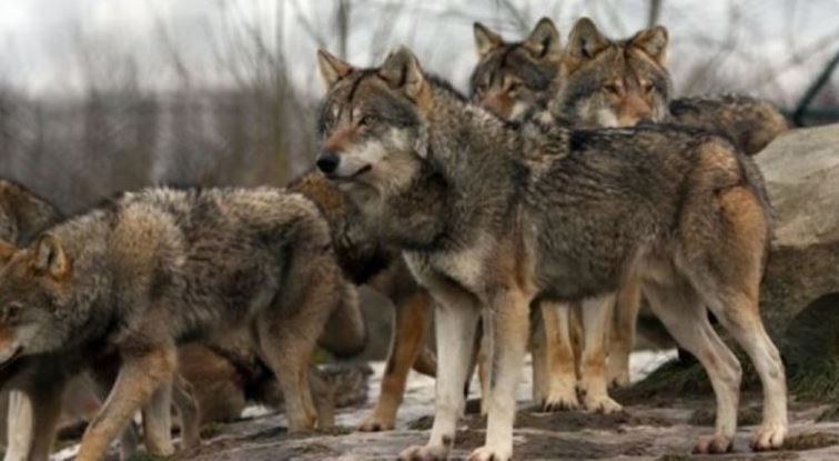 Τρόμος στο Πήλιο: Ζευγάρι σε μηχανάκι ήρθε αντιμέτωπο με αγέλη λύκων!