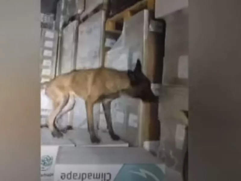 Ηγουμενίτσα: Ο «Βλαντ» ξετρύπωσε ναρκωτικά 2.750.000 ευρώ σε φορτηγό...VIDEO