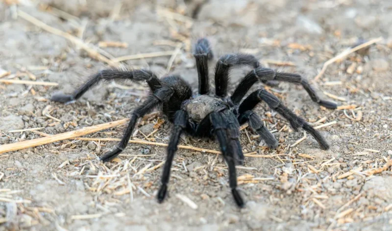 Ναύπακτος: Δηλητηριώδης αράχνη τσίμπησε γυναίκα στο πόδι, μεταφέρθηκε στο νοσοκομείο του Ρίου...VIDEO