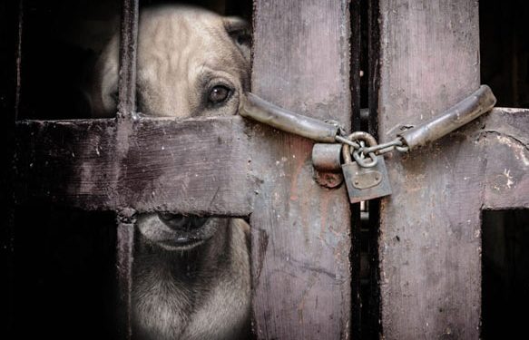 Η πολιτεία αφοπλίζει τους κακοποιητές ζώων