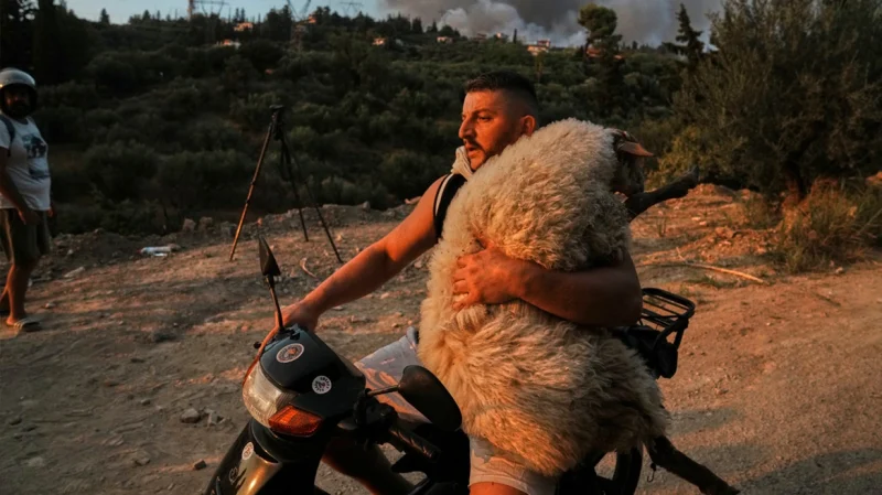 Συγκινητικές εικόνες από διασώσεις ζώων στην Αχαΐα