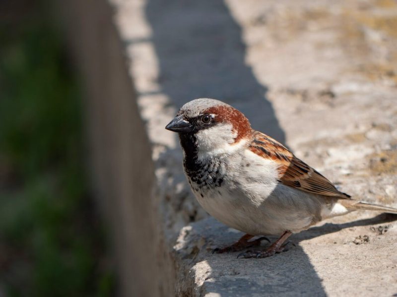 Η φωτορύπανση αλλάζει τις συνήθειες των πουλιών: Ξαγρυπνούν έως και μία ώρα παραπάνω στις πόλεις