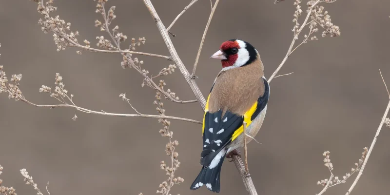 Τα πτηνά πιθανώς αλλάζουν φύλο πιο συχνά από ό,τι πιστεύαμε παλιότερα