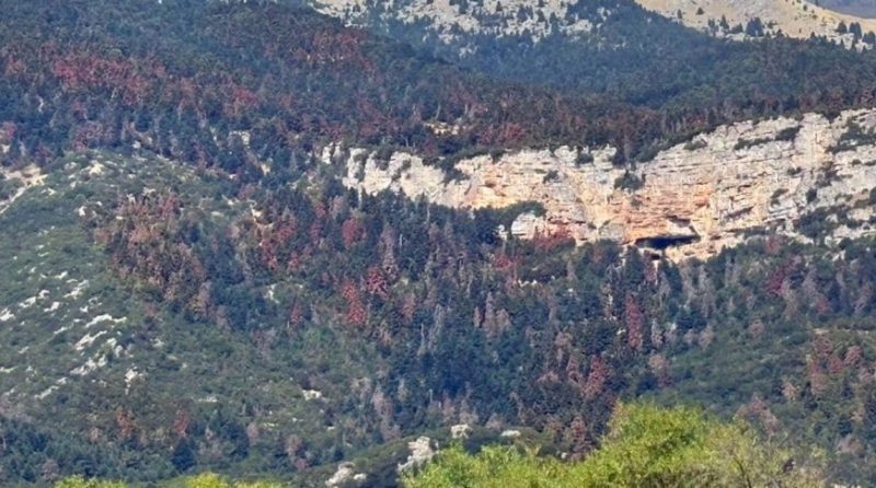 Το σύνδρομο της νεκρής ελάτης