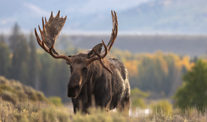 Φινλανδία: Η πρωτόγνωρη ζέστη αποδεκατίζει τους ταράνδους