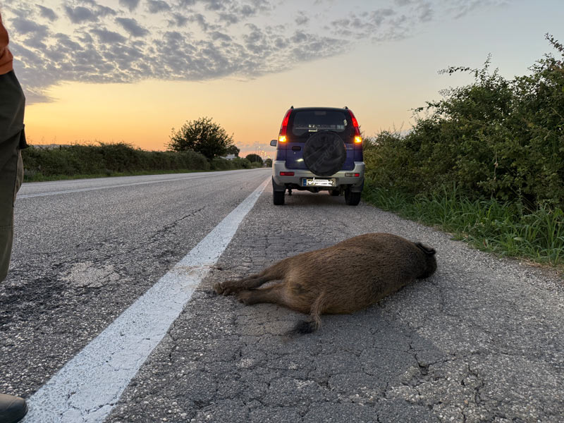 Τροχαίο με αγριόχοιρο στην Εθνική Οδό Σερρών – Δράμας