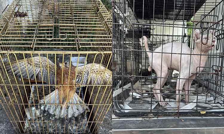 Αγία Παρασκευή: Συνελήφθησαν 42χρονος και 45χρονη για παράνομο εμπόριο ζώων συντροφιάς