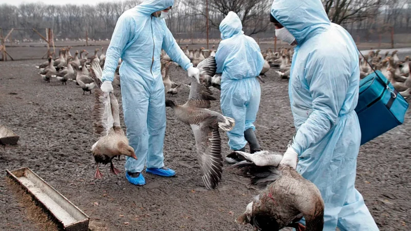 Η γρίπη των πτηνών εξαπλώνεται σε όλη την Ισπανία, νέο κρούσμα εντοπίστηκε στην Καστίλλη-Λα Μάντσα